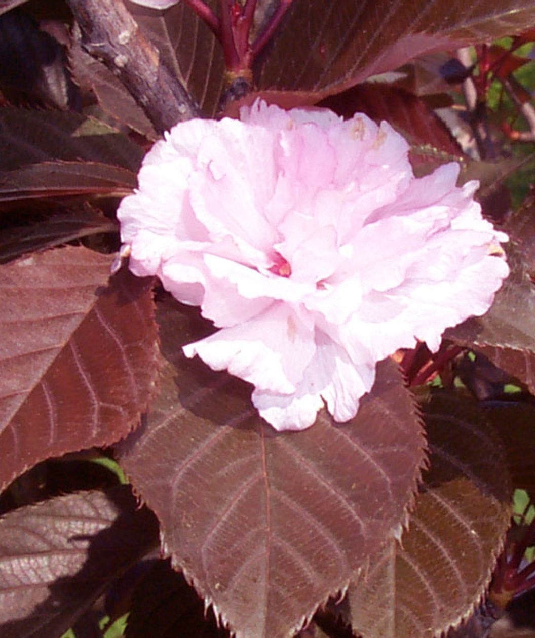 A closeup of the ruffled light pink, double flower of the Royal Burgundy Flowering Cherry against its deep burgundy, serrated foliage