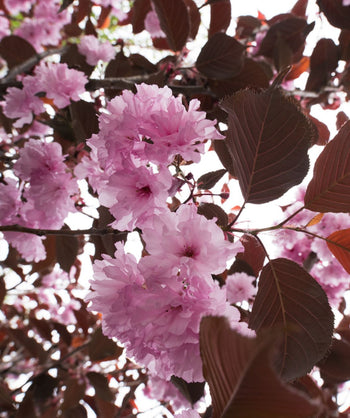 A closeup of the ruffled light pink, double flowers of the Royal Burgundy Flowering Cherry against its deep burgundy, serrated foliage