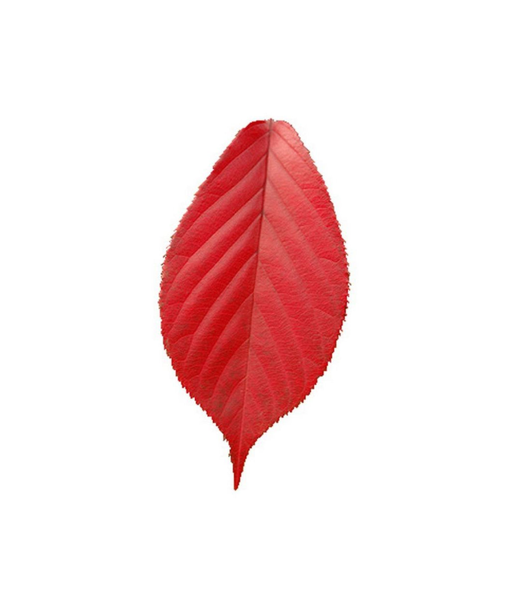 A single leaf of the Royal Burgundy Flowering Cherry Tree showing off the bright red fall color against a white background