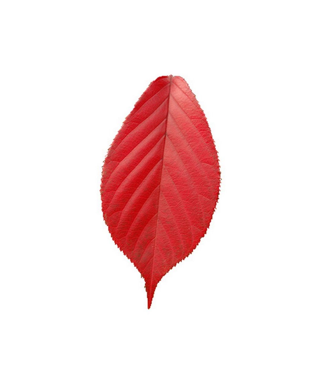 A single leaf of the Royal Burgundy Flowering Cherry Tree showing off the bright red fall color against a white background