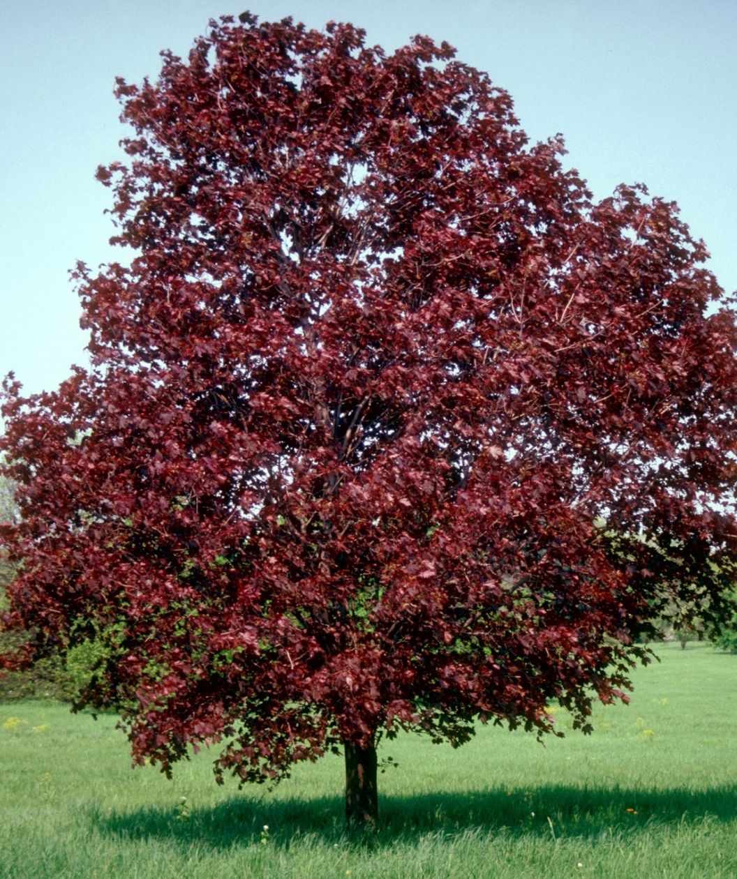 Royal Red Norway Maple