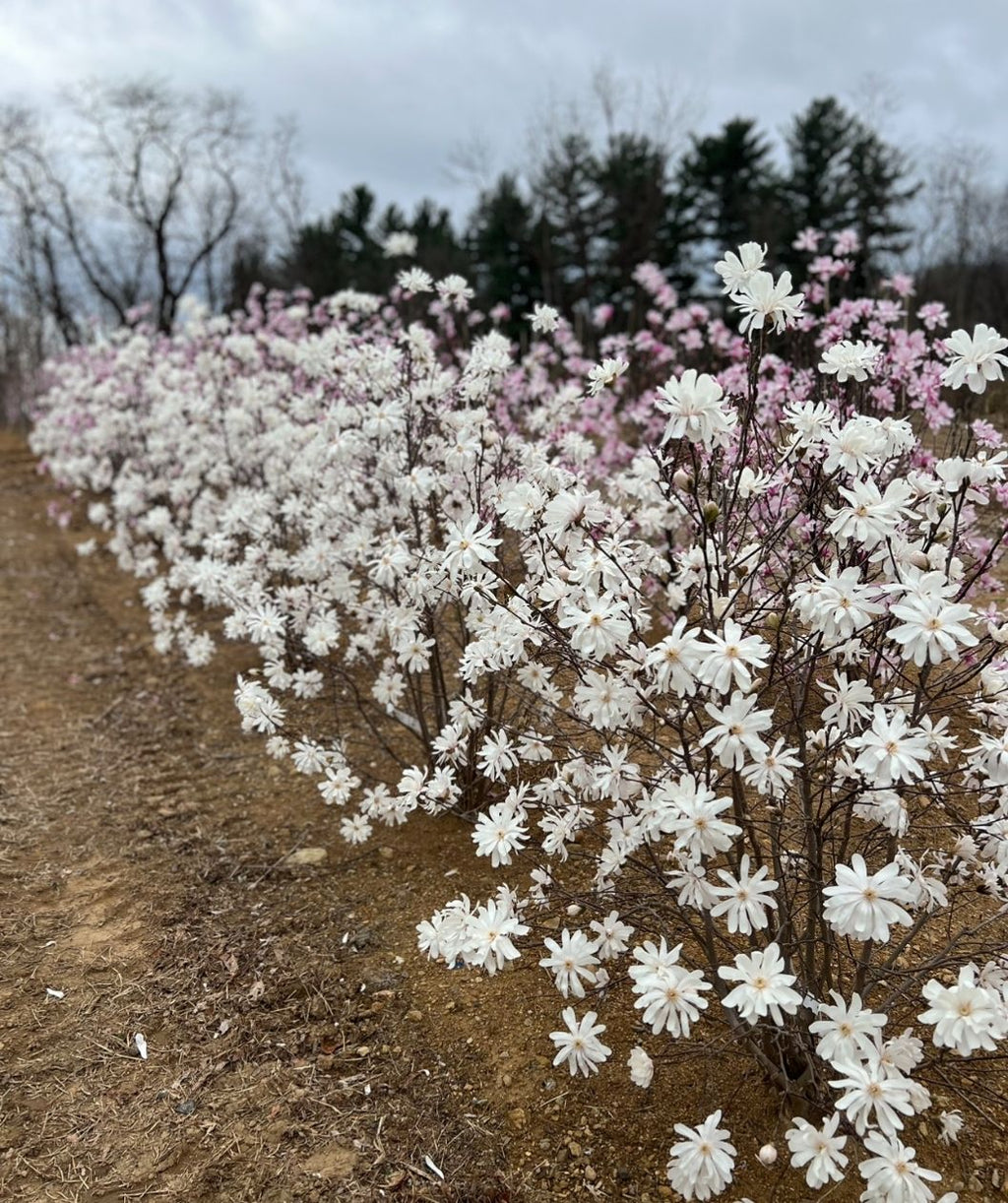 Row of Royal Star magnolia shrubs covered in white, star-shaped spring blooms along a dirt path, with soft pink flowering trees in the background under a cloudy sky.