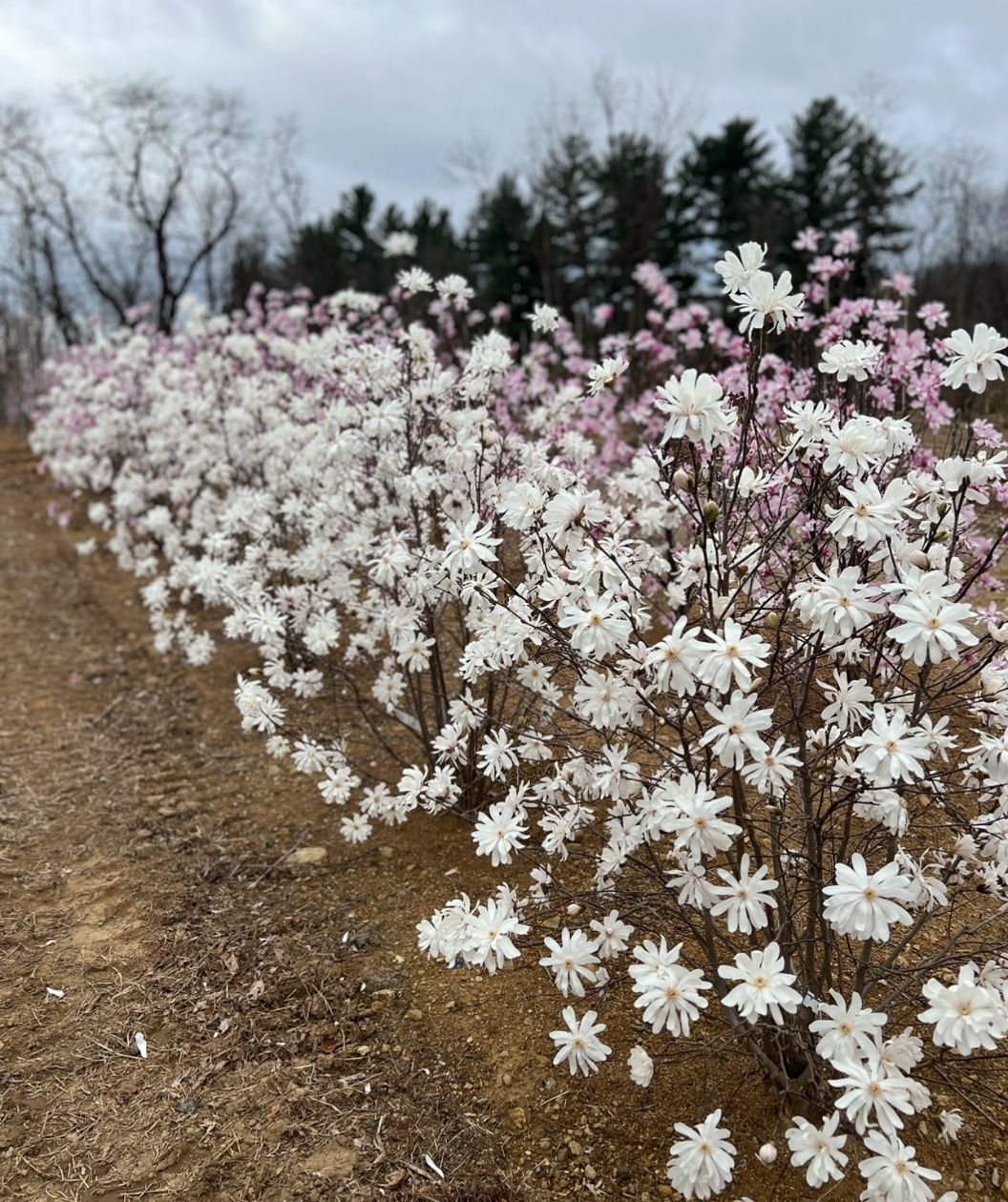 Row of Royal Star magnolia shrubs covered in white, star-shaped spring blooms along a dirt path, with soft pink flowering trees in the background under a cloudy sky.