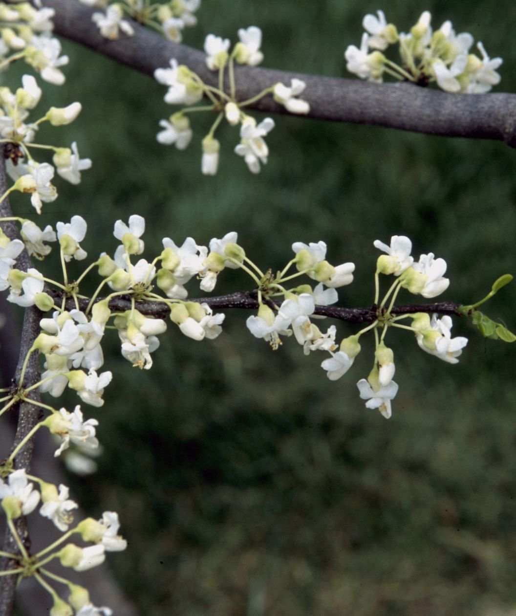 Close up of the Royal White Redbud small white blooms and pale yellow stems on a branch
