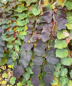 A Ruby Falls Redbud planted in a landscape covered in leaves of deep purple, green, yellow and red as they change for fall
