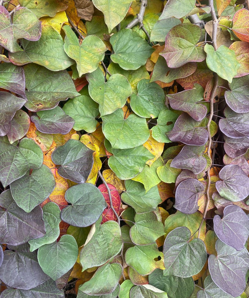 A Ruby Falls Redbud planted in a landscape covered in leaves of deep purple, green, yellow and red as they change for fall