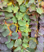 A Ruby Falls Redbud planted in a landscape covered in leaves of deep purple, green, yellow and red as they change for fall