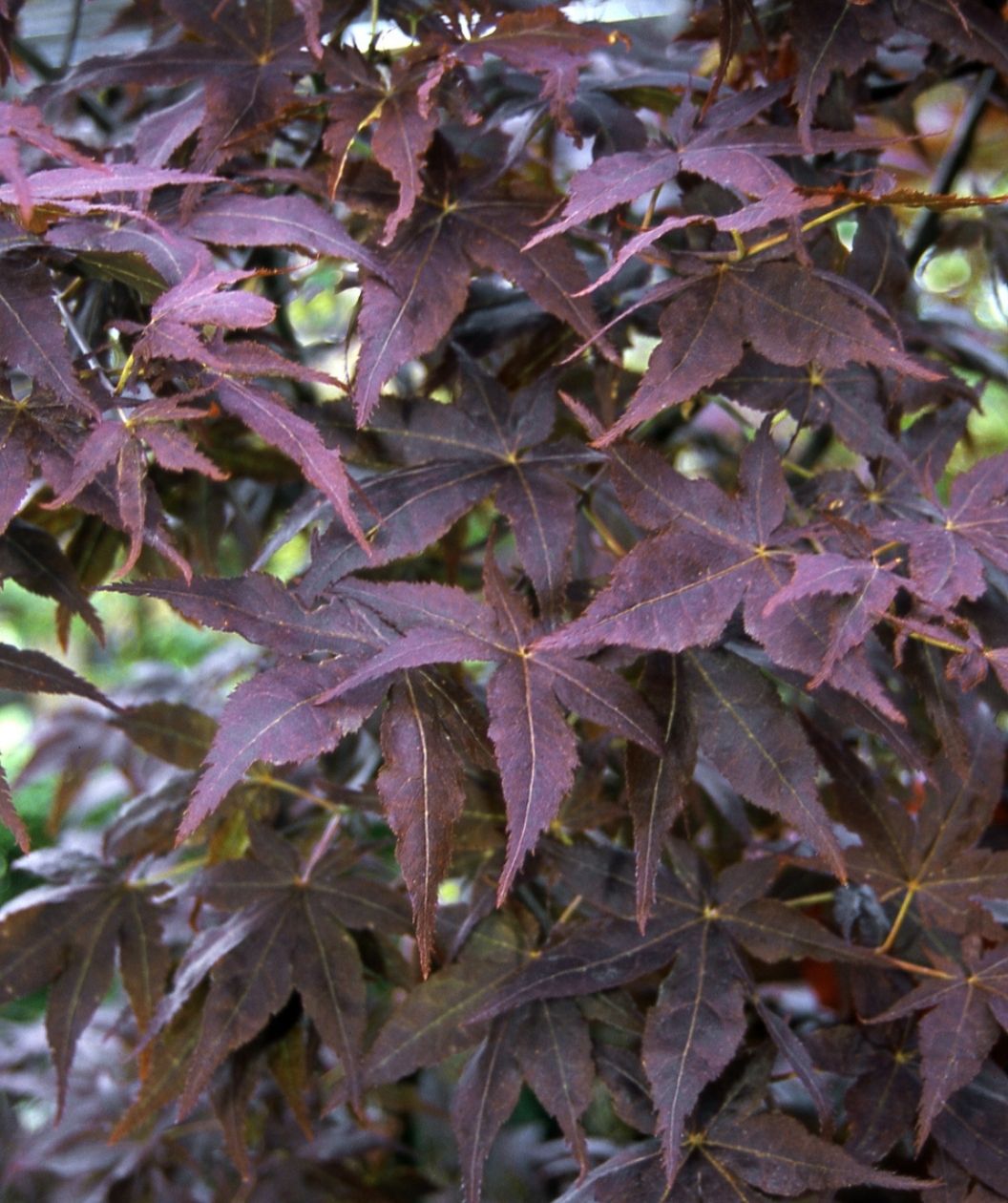 Ruby Ridge Japanese Maple foliage with deep burgundy leaves in close view