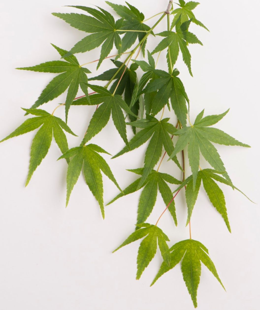 Ryusen Japanese Maple