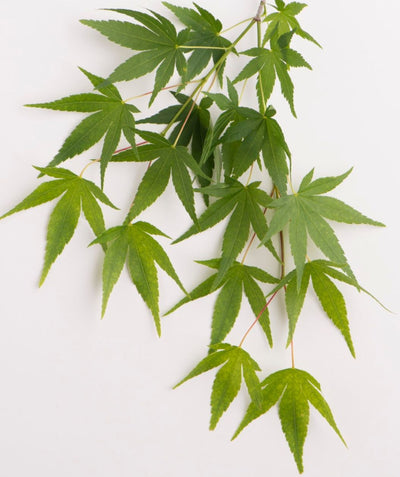 A close up of the bright to dark green, star shaped leaves on pink stems of the Ryusen Japanese Maple on a white background.