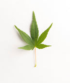 A single star shaped green leaf of the Ryusen Japanese Maple with a pinkish-orange stem on a white background.