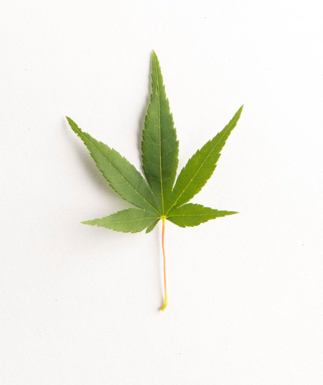 A single star shaped green leaf of the Ryusen Japanese Maple with a pinkish-orange stem on a white background.