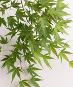 A close up of the bright to dark green, star shaped leaves on pink stems of the Ryusen Japanese Maple on a white background.