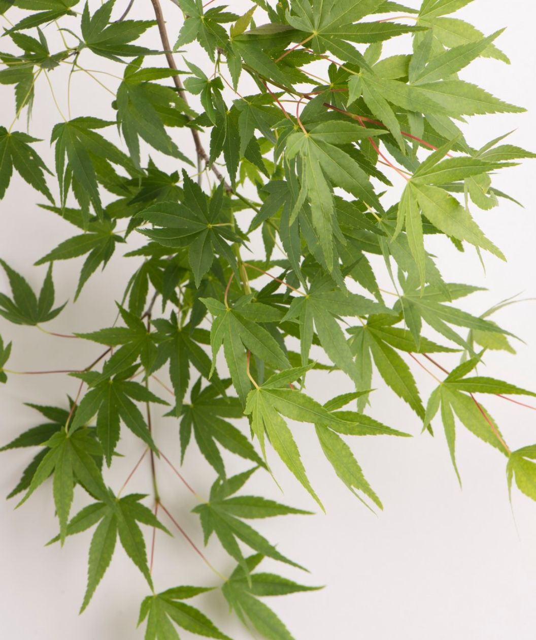 A close up of the bright to dark green, star shaped leaves on pink stems of the Ryusen Japanese Maple on a white background.