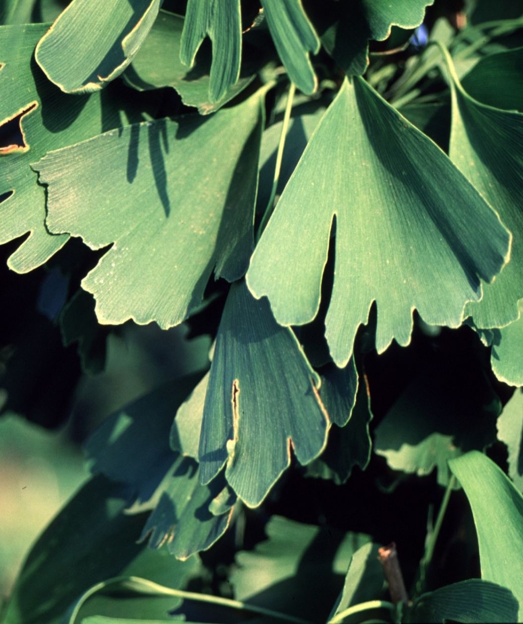 Saratoga Maidenhair Tree