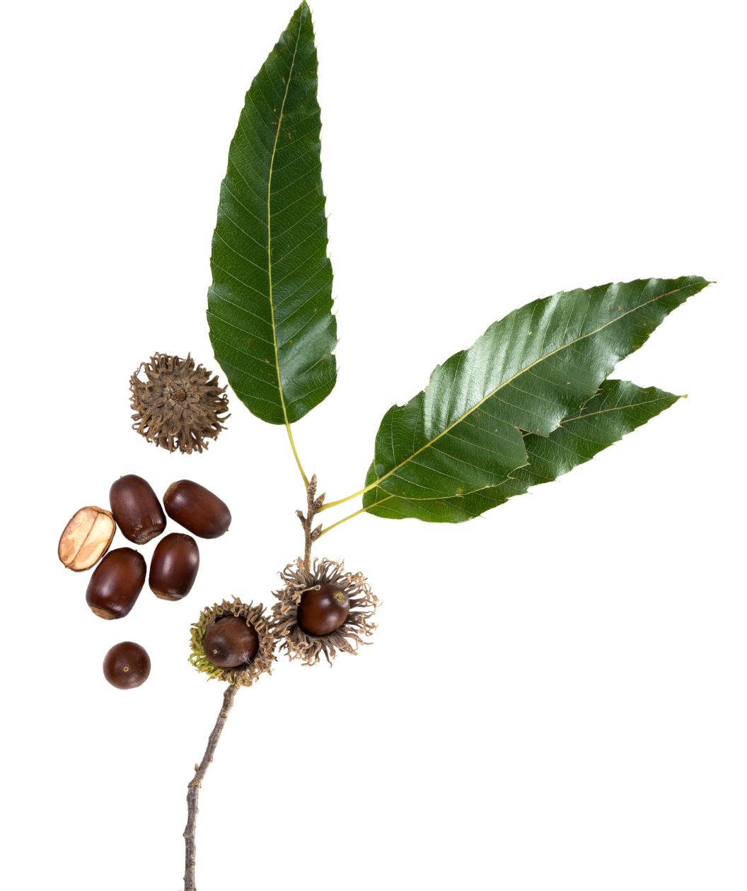 The long, dark green serrated-edged leaves of the Sawtooth Oak against a white background and the dark brown oblong shaped acorns covered in the frilly light brown acorn cap