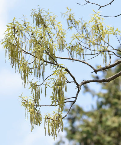 The yellow-green long catkins of the Sawtooth Oak tree dangling from the branches in spring as the long, yellow green leaves begin to emerge against a bright blue sky