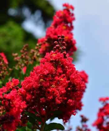A close up of the deep red flowers of the Colorama Scarlet Crape Myrtle against a blue sky