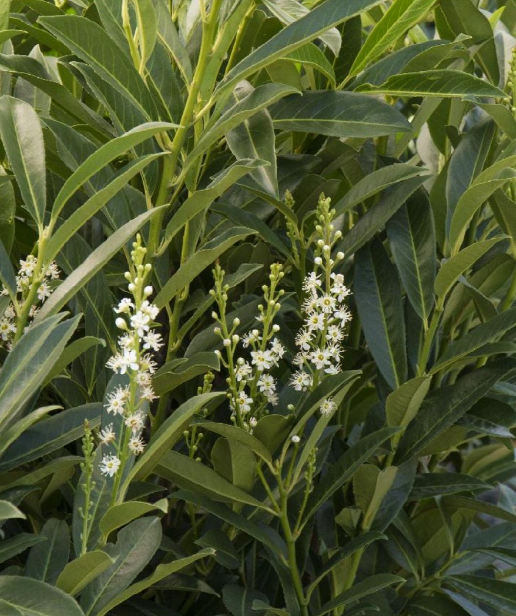Schipkaensis Cherry Laurel foliage with glossy evergreen leaves and upright spikes of small white flowers
