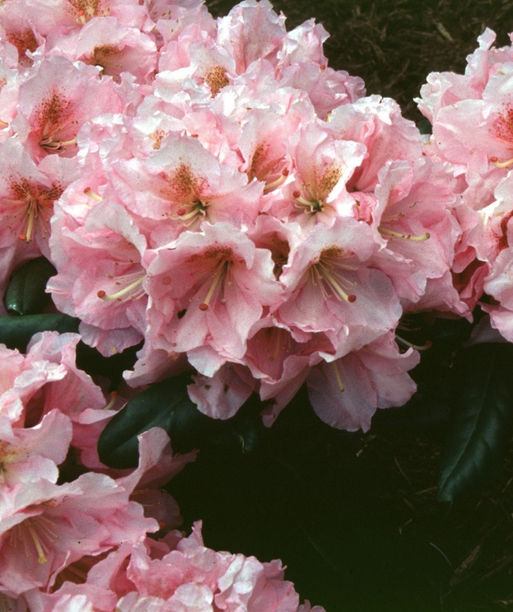 Close-up of Scintillation rhododendron blooms, showing ruffled light pink flowers with darker speckled throats and glossy deep green leaves.