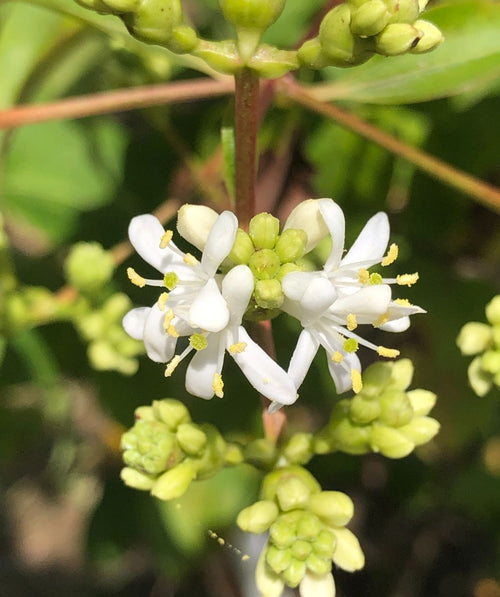A close up of the greenish-white flower clusters as they begin to open to the pure white blooms of the Seven Son Flower.
