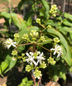A close up of the greenish-white flower clusters as they begin to open into the pure white blooms against the deep green, long foliage of the Seven Son Flower