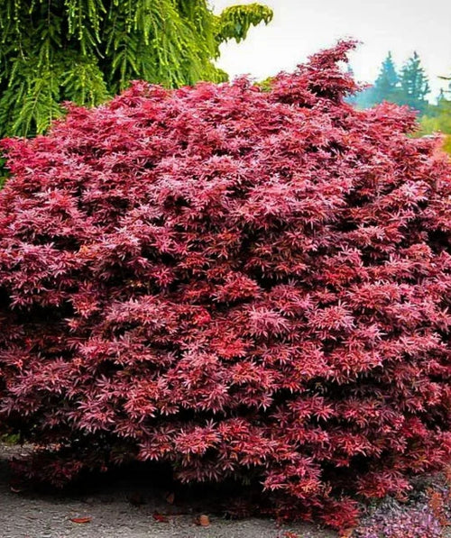 Shaina Japanese Maple with dense compact form and rich red foliage in a garden setting