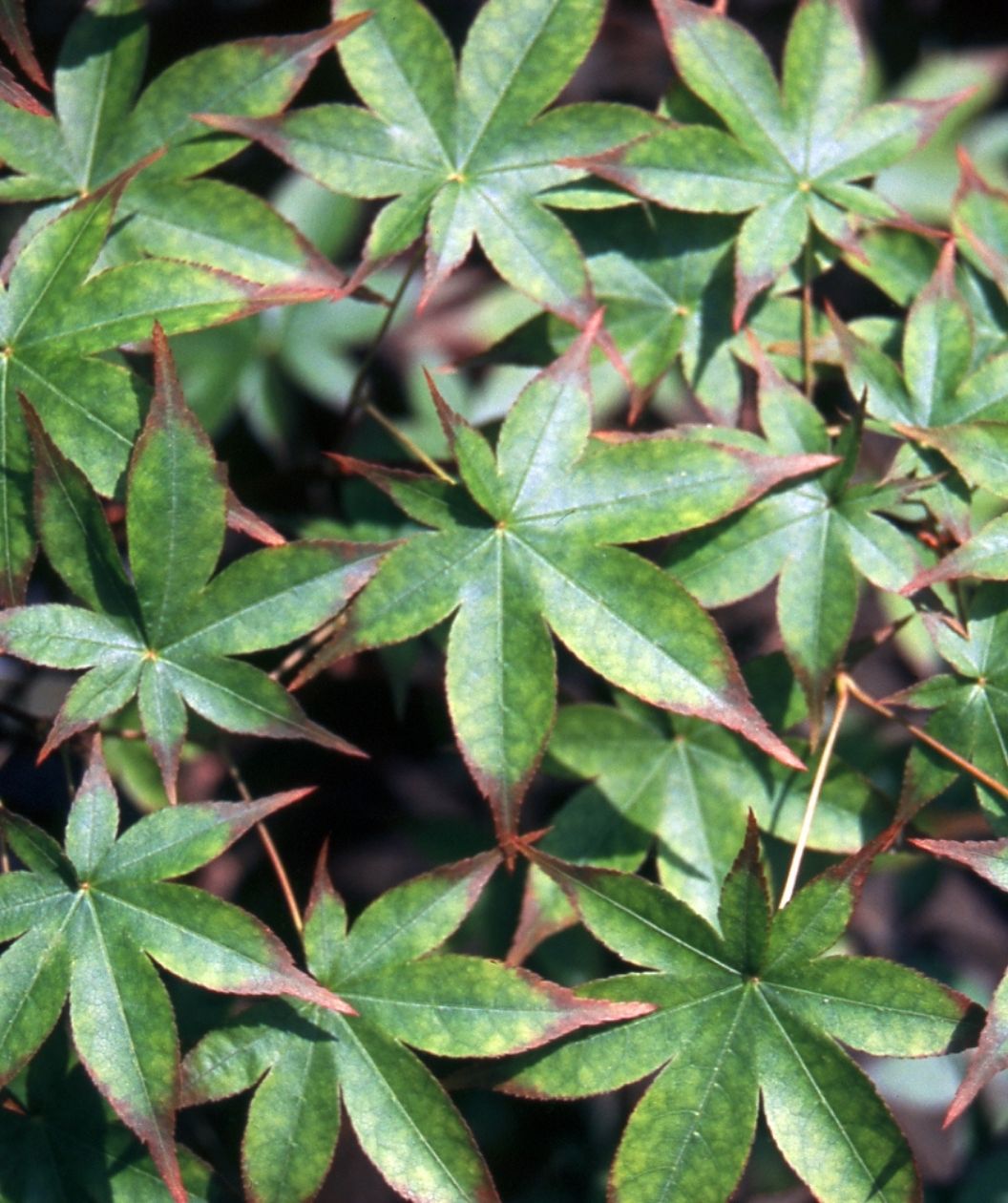 Shigarami Japanese Maple