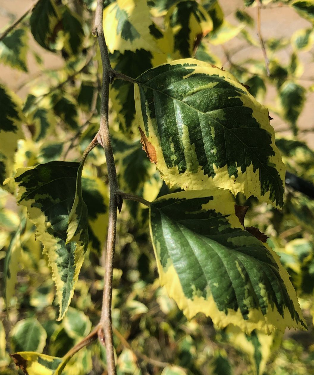 A close up of the cream-yellow edged, deep green inside leaves of the Shiloh Splash Variegated River Birch on the light brown branch as the leaves begin to turn their fall color