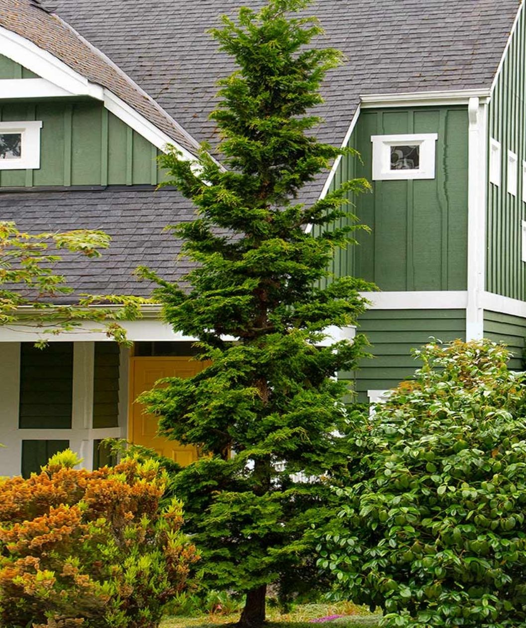 Slender Hinoki Cypress