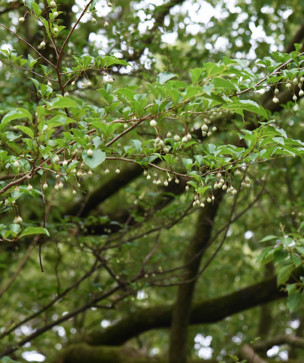 The white-green seed pod of the Pink Chimes Japanese Snowbell, hanging from the branches like little bells while surrounded by the deep green foliage