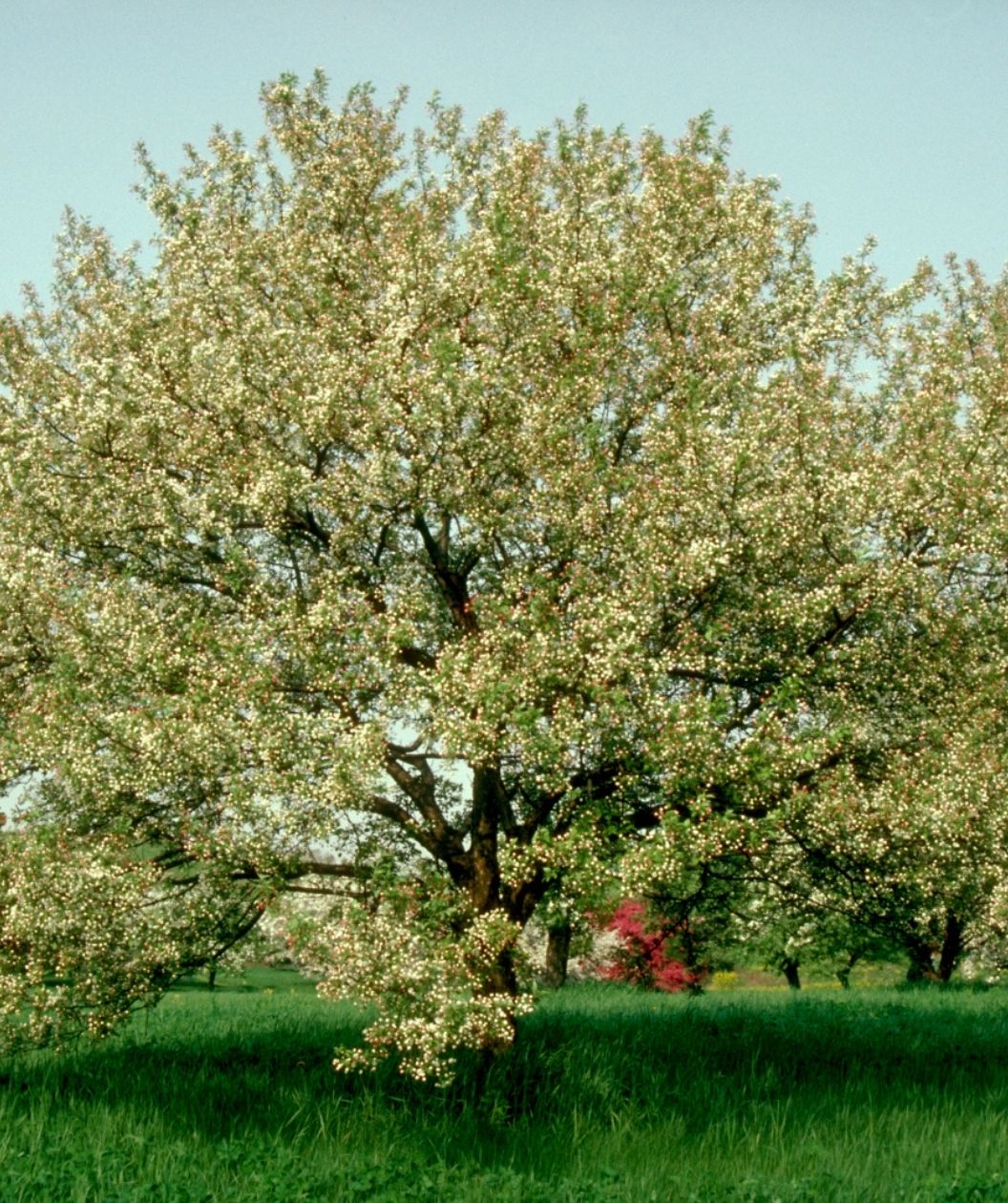 Snowdrift Flowering Crabapple