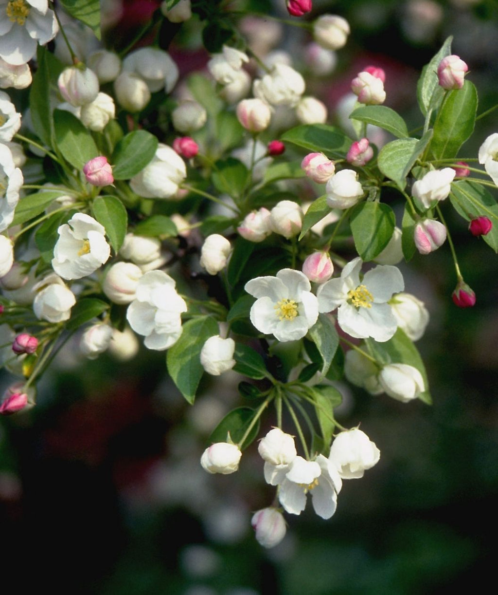 Close-up of Snowdrift flowering crabapple branch with white blossoms, yellow centers, and pink buds among green leaves