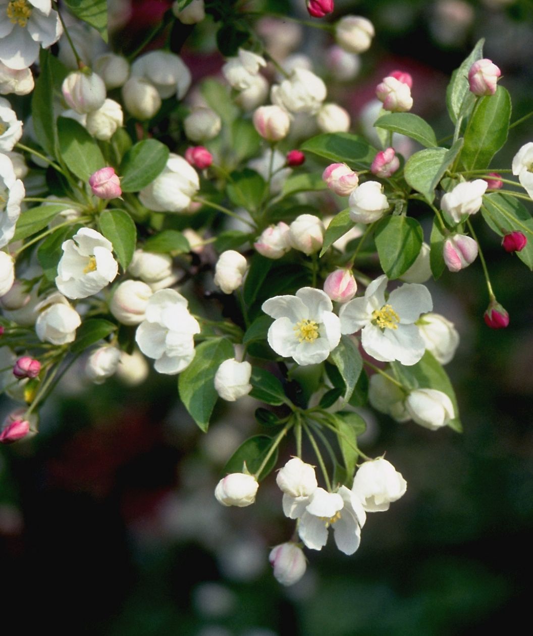 Close-up of Snowdrift flowering crabapple branch with white blossoms, yellow centers, and pink buds among green leaves