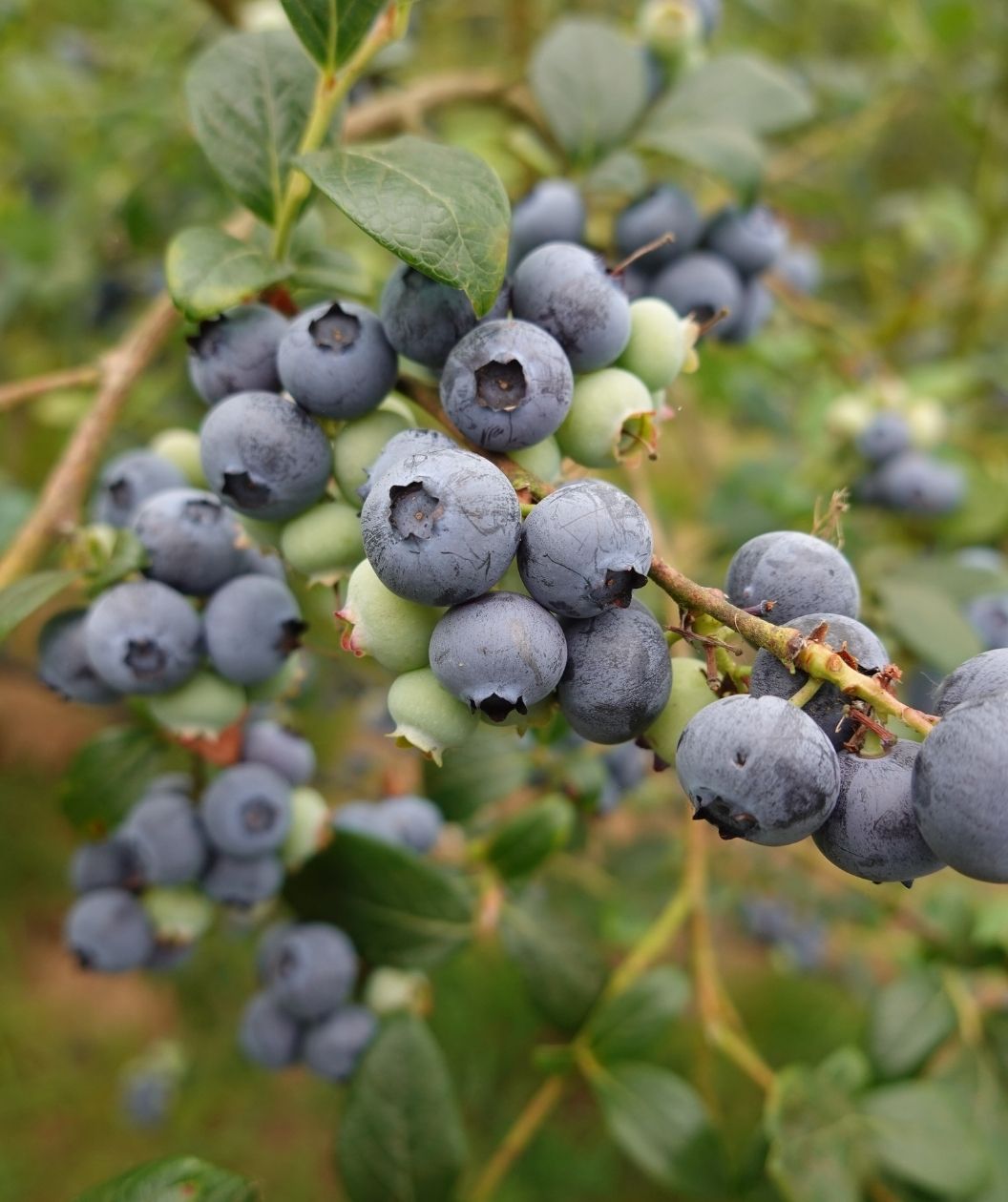 Spartan Highbush Blueberry branch with clusters of ripe deep-blue berries and unripe pale-green berries among glossy leaves