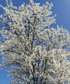 A Starlite® Flowering Crabapple in full white bloom against the bright blue sky