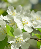 A closeup of the snow white, five-petaled flower of the Starlite® Flowering Crabapple against the bright green foliage