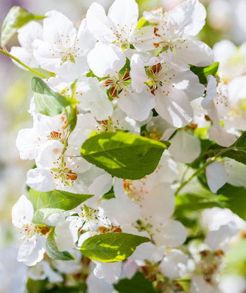 A closeup of the snow white, five-petaled flower of the Starlite® Flowering Crabapple against the bright green foliage