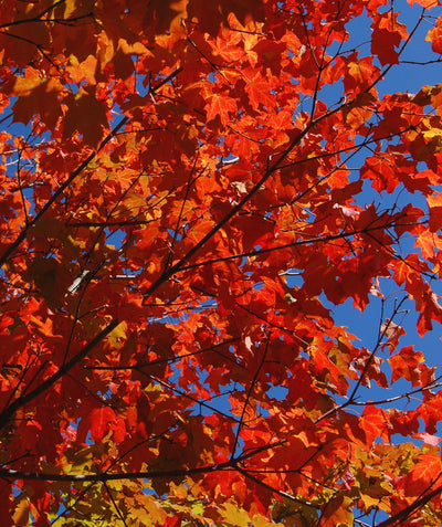 A view of the deep orange to red leaves of the Commemoration Sugar Maple tree as they show off their stunning and vibrant fall color
