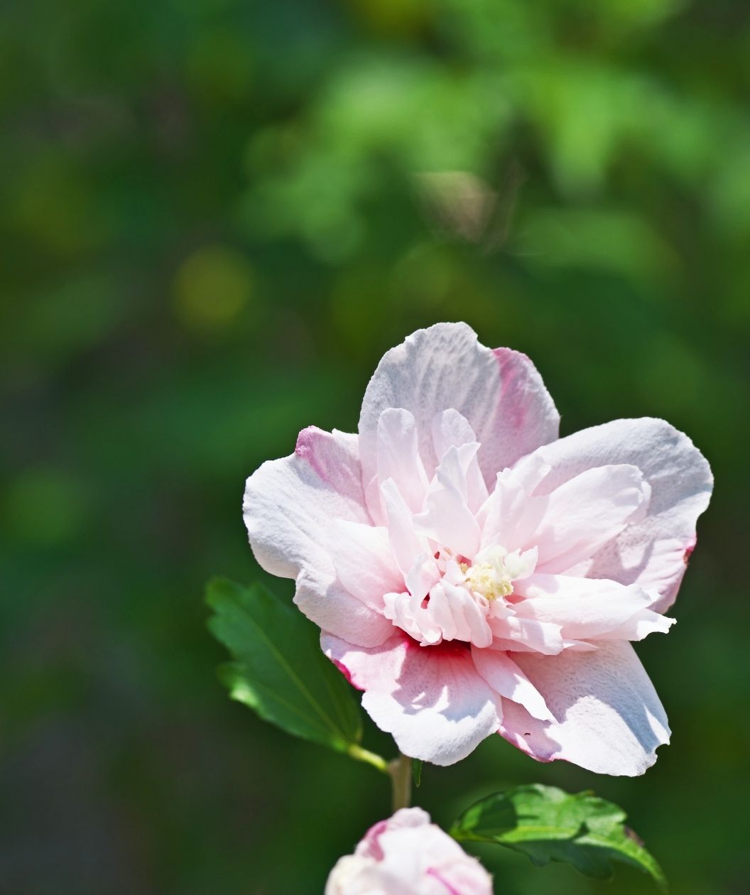 Sugar Tip® Rose of Sharon