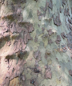 A closeup of the American Sycamore's exfoliating bark, showing dark browns, grays, and light yellow colors
