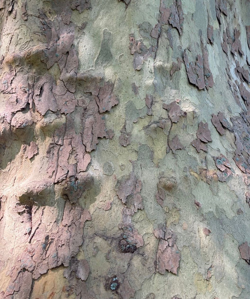 A closeup of the American Sycamore's exfoliating bark, showing dark browns, grays, and light yellow colors