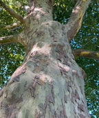 A close up of the stunning, peaches and cream exfoliating bark of the American Sycamore against the dark green foliage with bits of the blue sky appearing through the leaves