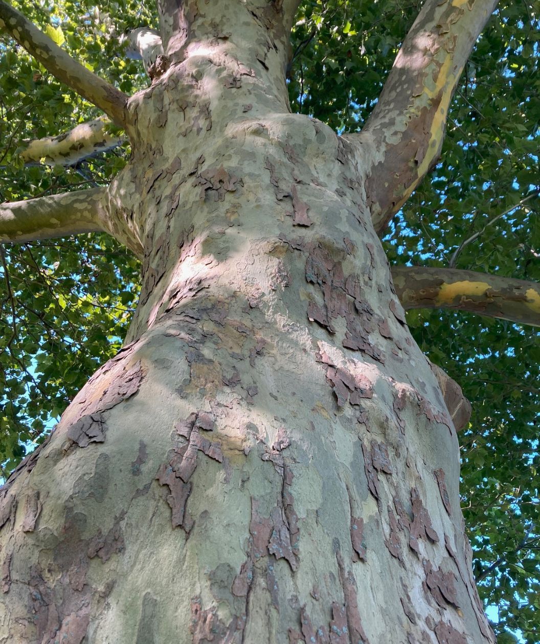 A close up of the stunning, peaches and cream exfoliating bark of the American Sycamore against the dark green foliage with bits of the blue sky appearing through the leaves