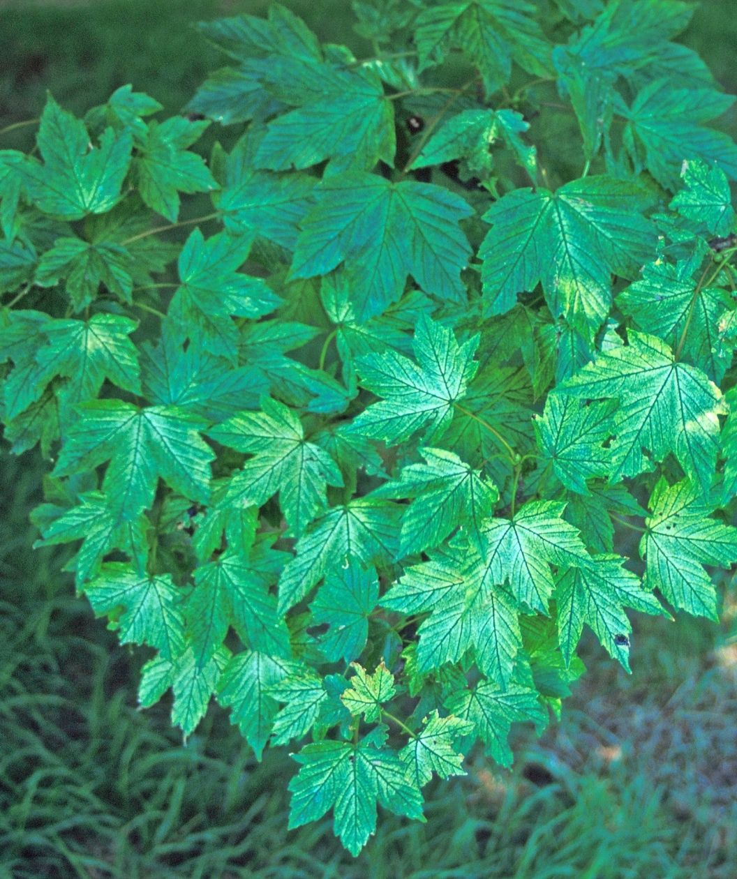 Bright green maple leaves against a grassy background