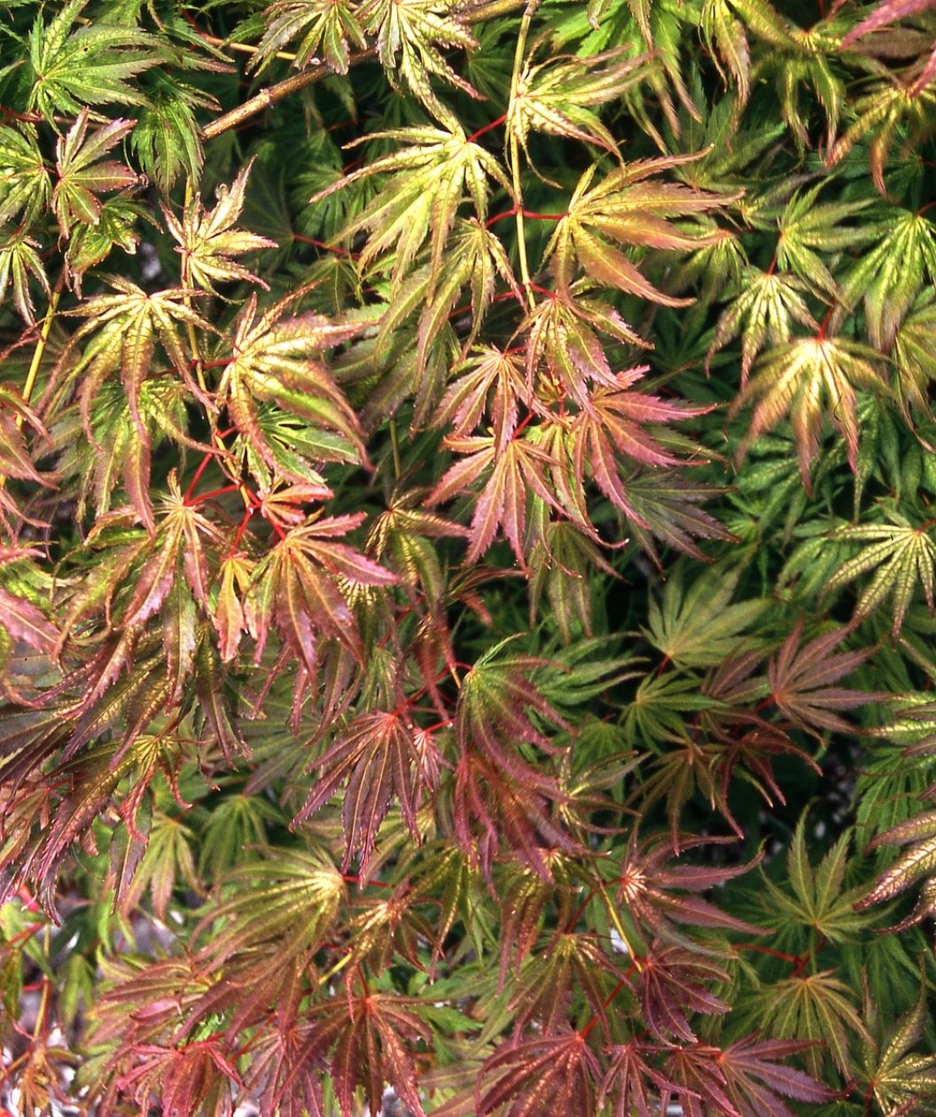 Tiger Rose Japanese Maple