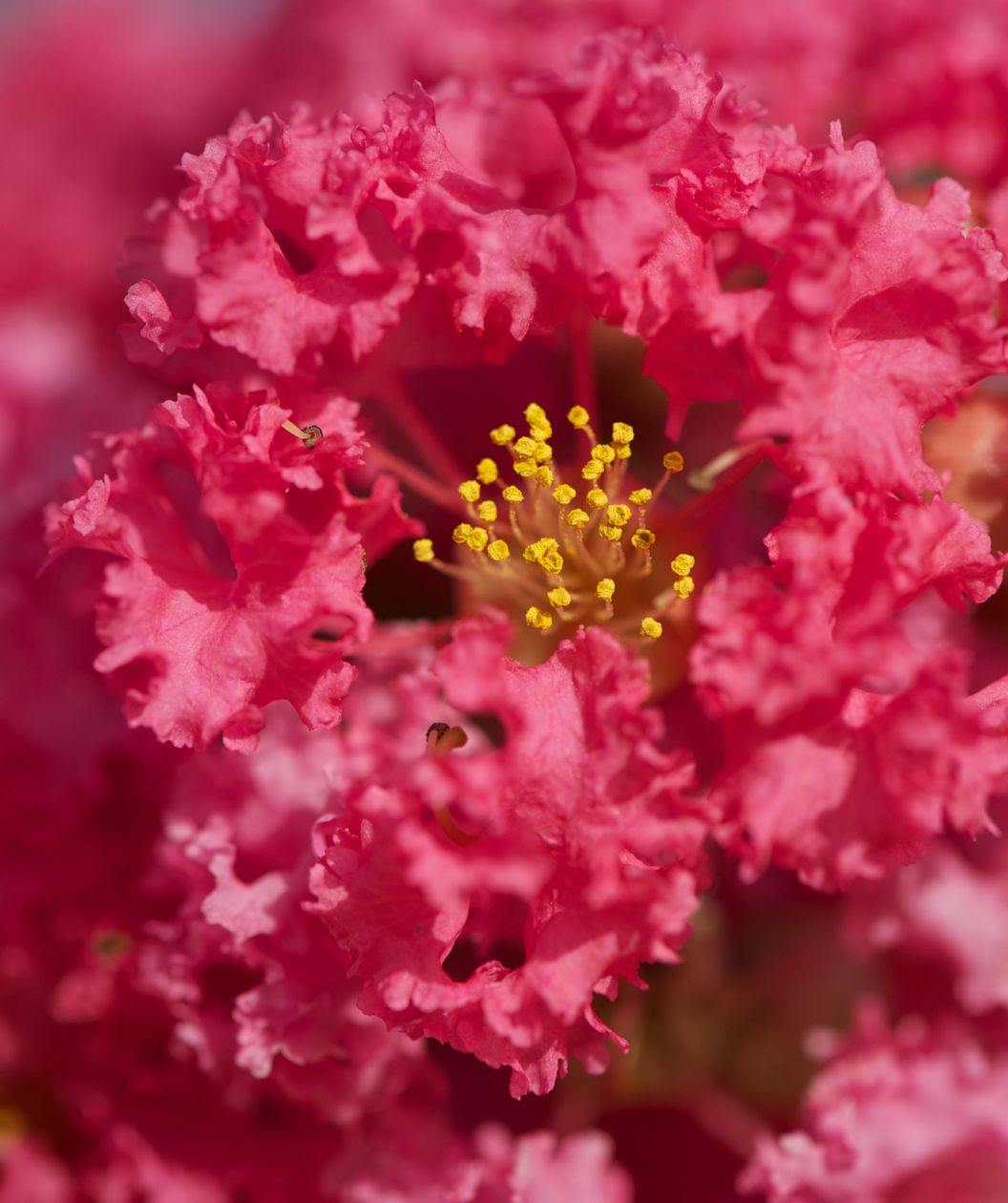 Close up of the magenta-red bloom of the Tonto Crape Myrtle tree