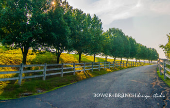 Tree lined driveway