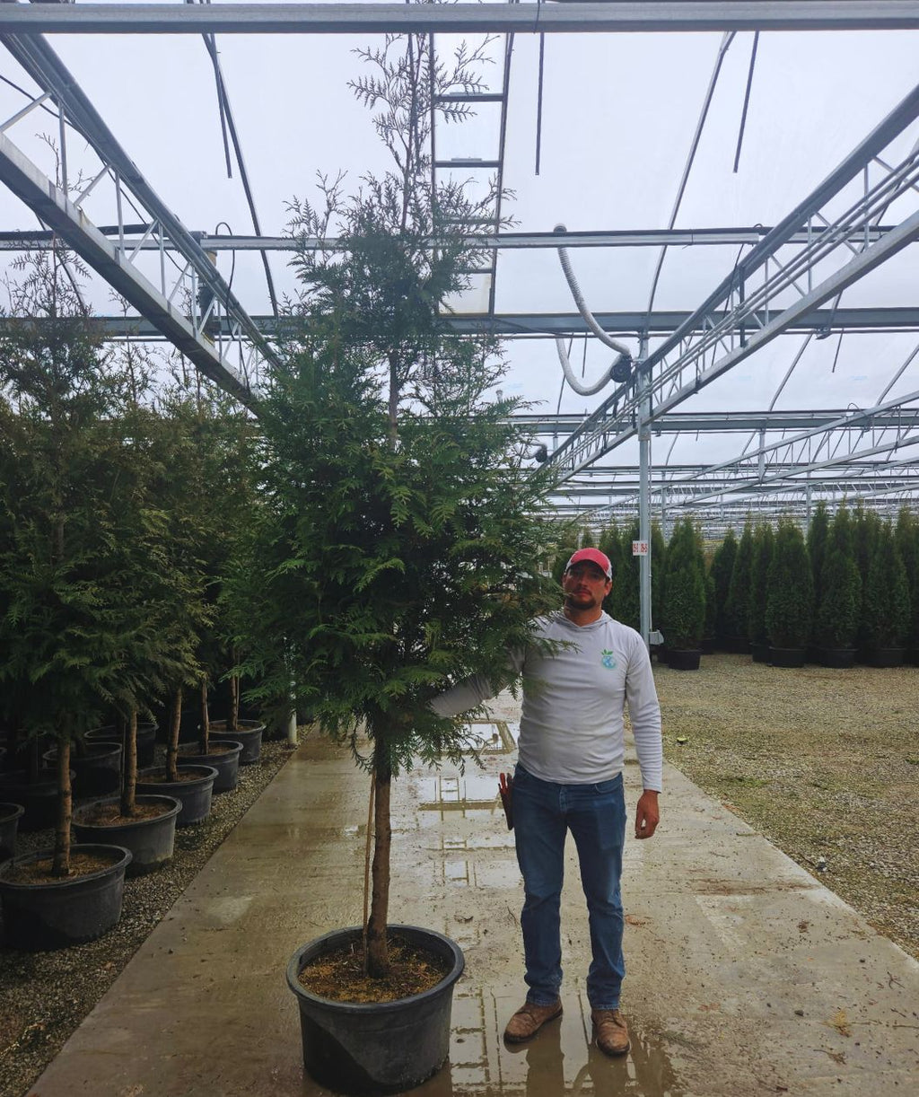 Mature Tree Giant Arborvitae crop