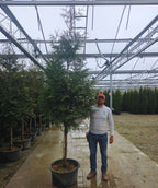 Mature Tree Giant Arborvitae crop